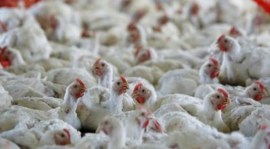 Bird flu, Avian influenza, Delhi birds, Ghazipur poultry mandi, chicken market, Delhi news, Indian express