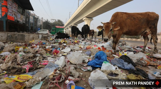 Cows feed on garbage at Kanhaiya Nagar in New Delhi (Express Photo: Prem Nath Pandey)