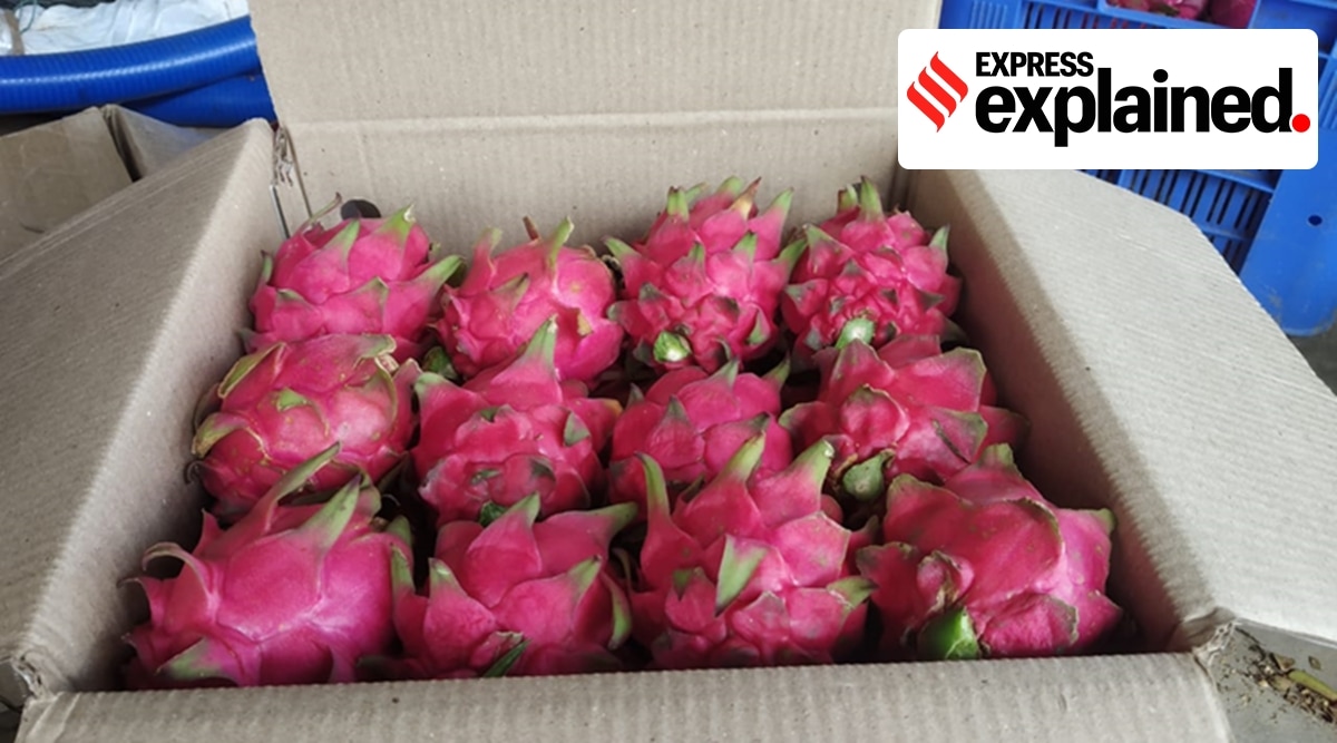 dragon fruit, dragon fruit name , dragon fruit name in gujarat,dragon fruit kamalam, dragon fruit gujarat, dragon fruit name, vijay rupani dragon fruit, dragon fruit news, american dragon fruit, dragon fruit in gujarat