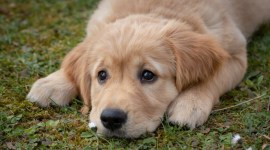 Golden Retriever, Pet dog, dog