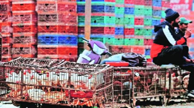 Kejriwal responds to bird flu fears: Curbs on bird import, Ghazipur poultry market shut