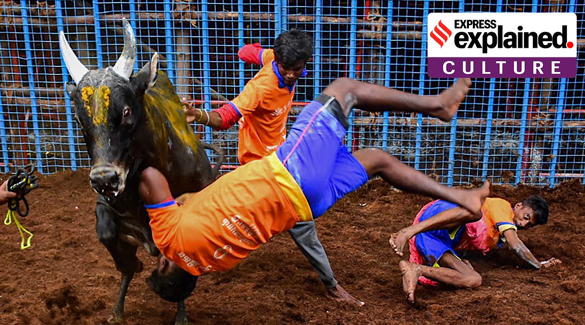 Explained: As Jallikattu begins, recalling the cultural argument ...