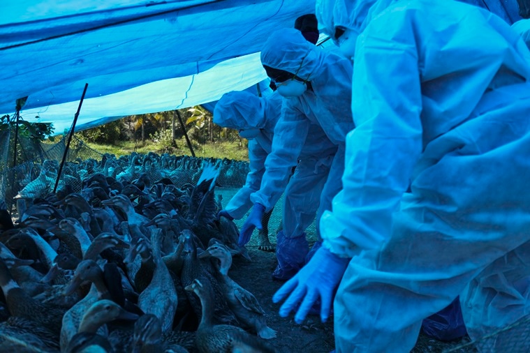 bird flu, bird flu news, bird flu india, bird flu in India, bird flu rajasthan, bird flu kerala, bird flu in kerala, bird flu in madhya pradesh, bird flu in himachal pradesh, kerala bird flu, bird flu in india 2021, bird flu latest news, bird flu symptoms, bird flu bird flu in humans, bird flu Kerala, avian flu India