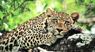 Gujarat leopard attacks farmer