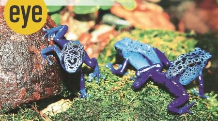 Tiny Tormentors :Poison dart frogs (Photo: Ranjit Lal)