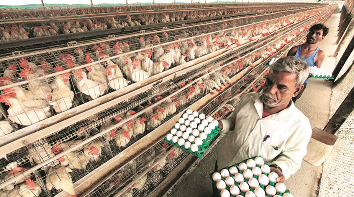 Chandigarh news, Chandigarh bird flu, bird flu news, Poultry bird flu, Forest and wildlife department of Chandigarh, chandigarh latest news, meat and egg prices, chicken price in chandigarh, indian express