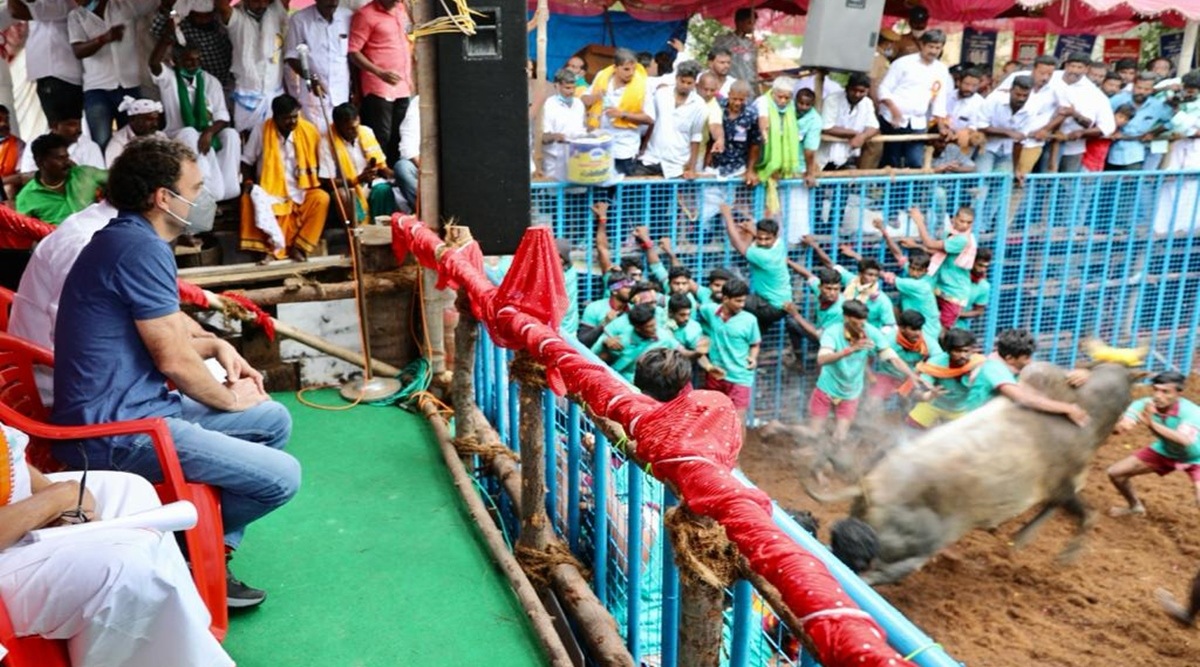 Pongal in TN: Rahul Gandhi attends Jallikattu event; 5 detained ...