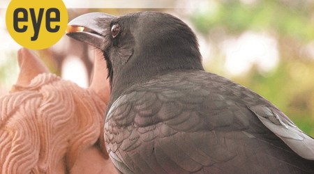 Dark lord: The crow is the master of mobilising a snatch-and-grab
