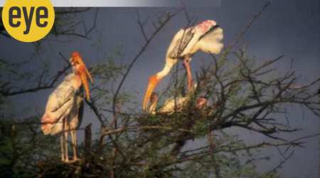 Many species of birds have nuclear families, where both mama and papa take care of their brood.