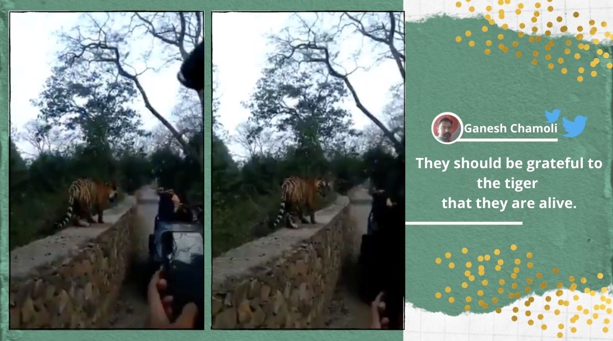 Tiger, Tiger close encounter with tourists, tiger at Ranthambore, Ranthambore tiger encounter, Ranthambore National Park, Viral video, Rajasthan Tiger viral video, trending news, Indian Express news