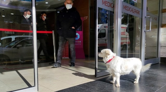 Dog, Turkey, Pet dog waits outside hospital, devoted dog turkey hospital, dog waiting for owner, Trending news, Good news, Indian Express news.