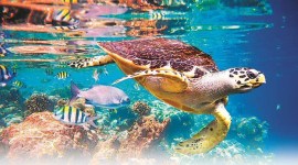 Mumbai biodiversity, bio diversity protection, Maharashtra Biodiversity Management Committee, BMC, indian express news