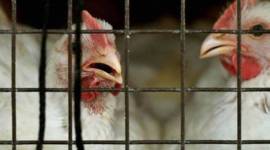 Bird flu in Punjab, Avian flu in India, Barwala bird flu, Poultry birds dying in Punjab, Bird flu news, India news, Indian Express