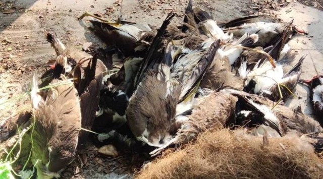 Maharashtra bird deaths, Maharashtra bird culling, Maharashtra bird flu, Mumbai news, Maharashtra news, Indian express news