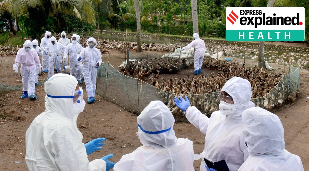 Bird Flu 2024 Outbreaks In India Tiena Petronille