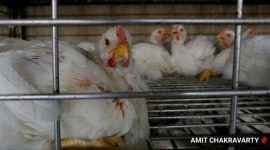 Poultry prices, Pune poultry prices, Pune lockdown relaxation, Pune lockdown impact on Poultry, pune news, pune latest news, pune covid news, pune coronavirus, pune covid cases news, pune today news, pune local news, new pune news, pune covid 19 cases, covid, pune today news, latest pune news