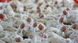 Haryana bird flu, haryana poultry birds flu, haryana poultry birds sero survey, Haryana animal husbandry department, indian express news