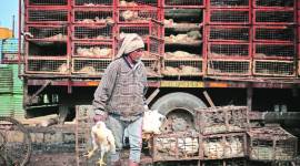 bird flu Haryana