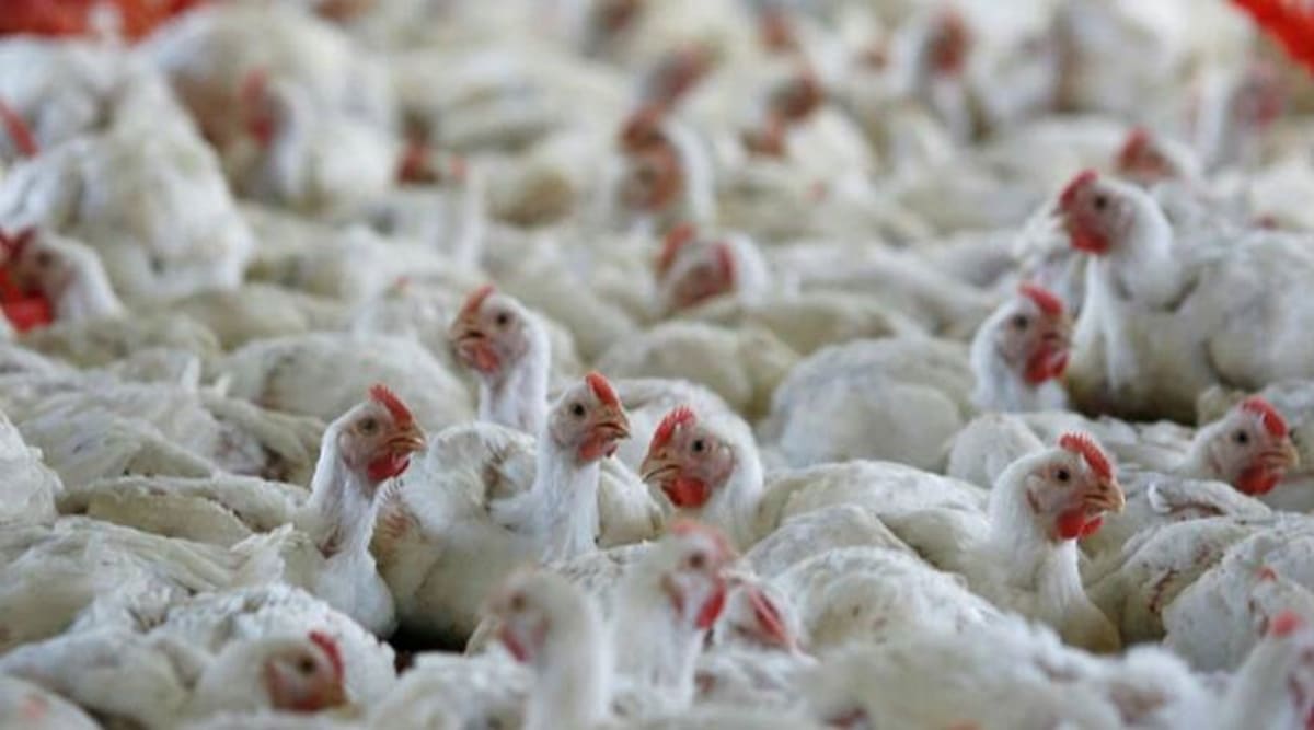 Advisory issued for poultry