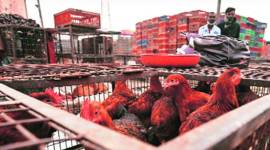 Delhi: Recovering after Covid, eateries say no chicken order may deal death blow