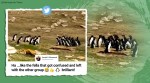 rockhopper penguins, rockhopper penguins viral video, penguins video, penguins trending, penguins stopping to chat, Falkland Islands, indian express, indian express news