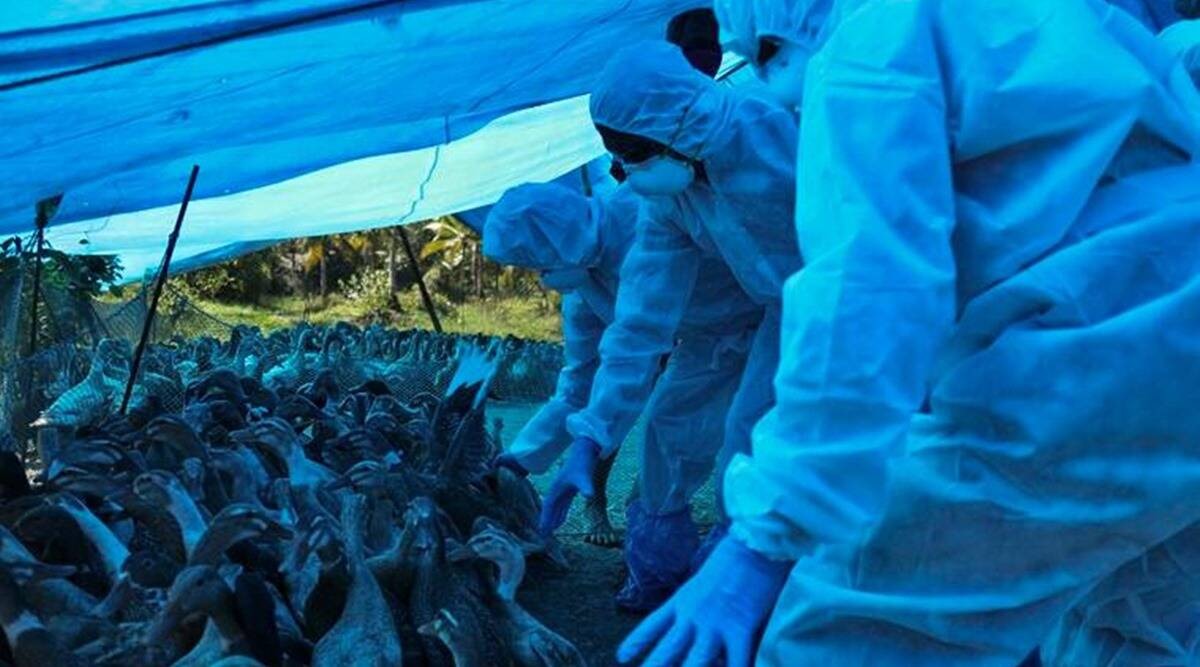Bird flu, Avian Influenza, Maharashtra Bird Flu, Maharashtra Bird flu case, Bird flu news, indian express news