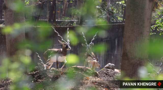 The blackbucks which survived the attack by the dogs. (Express Photo: Pavan Khengre)