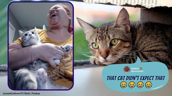 funny cat videos, cat nail trimming video, bad cat nail trim video, sexythick79 cat video, viral tiktok cat nail trim video, cat nail cut, cat hissing video, trending news, indian express news
