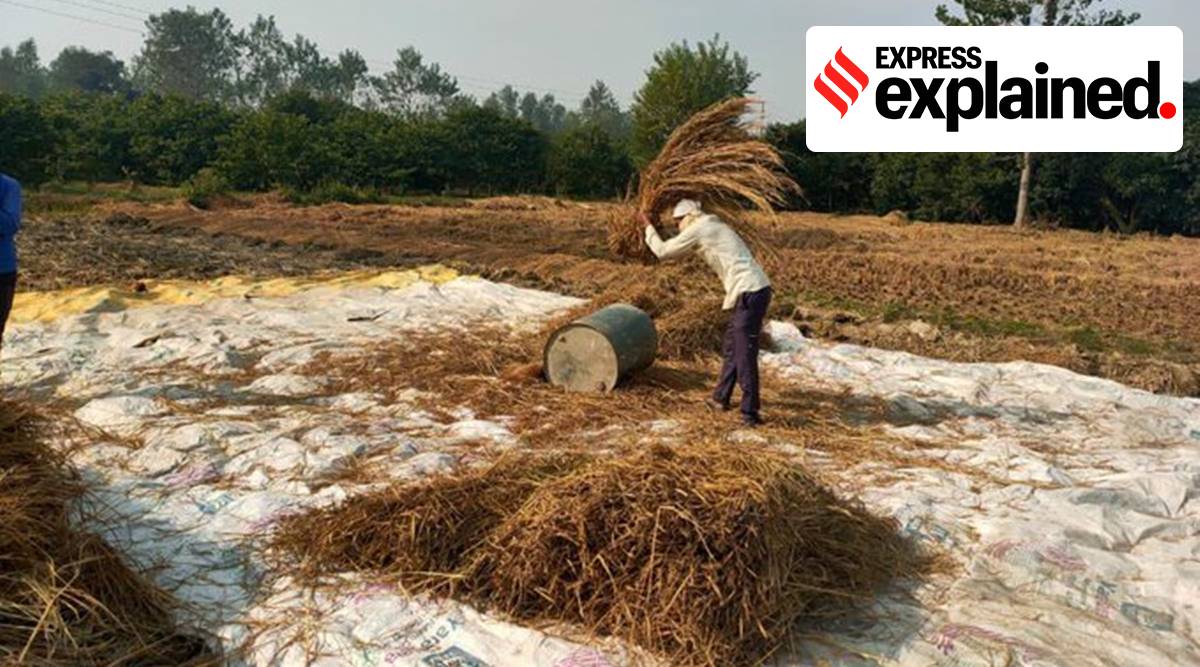 The total value of India’s paddy production works out to Rs 3.2 lakh crore, going by MSP. (Source: Twitter)