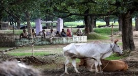 cow science, national cow exam, national exam on cow, cow education india, indian education, education news