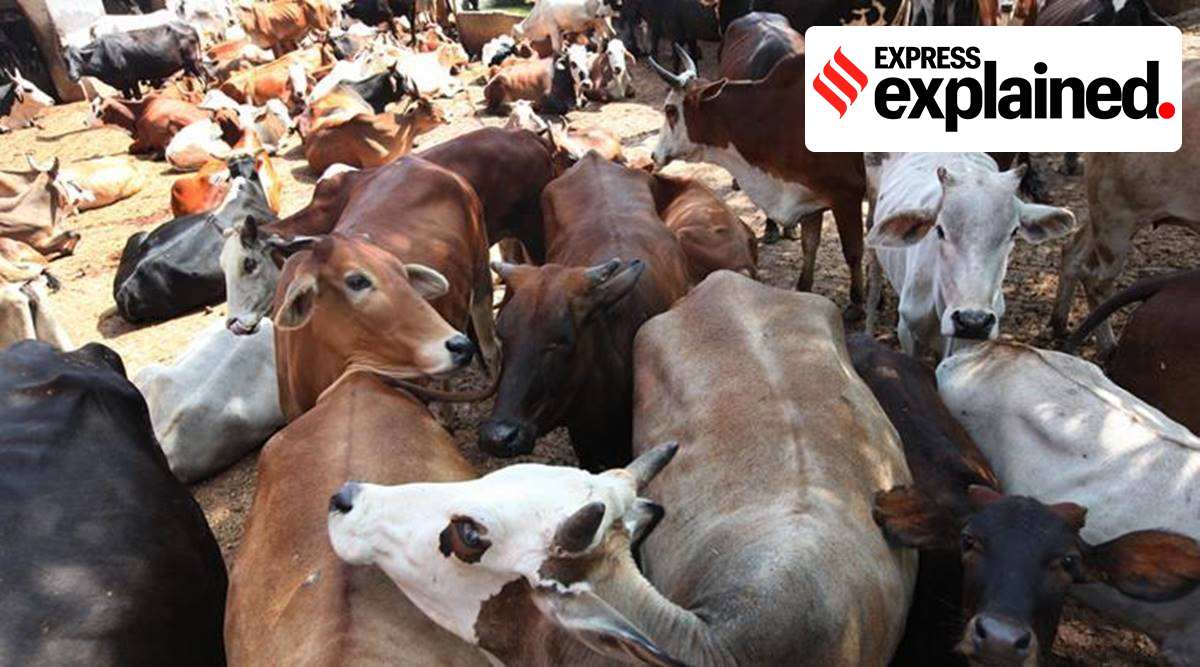 Tens of thousands of cattle are estimated to be smuggled into Bangladesh annually through the porous 2,216-km India-Bangladesh border in West Bengal.