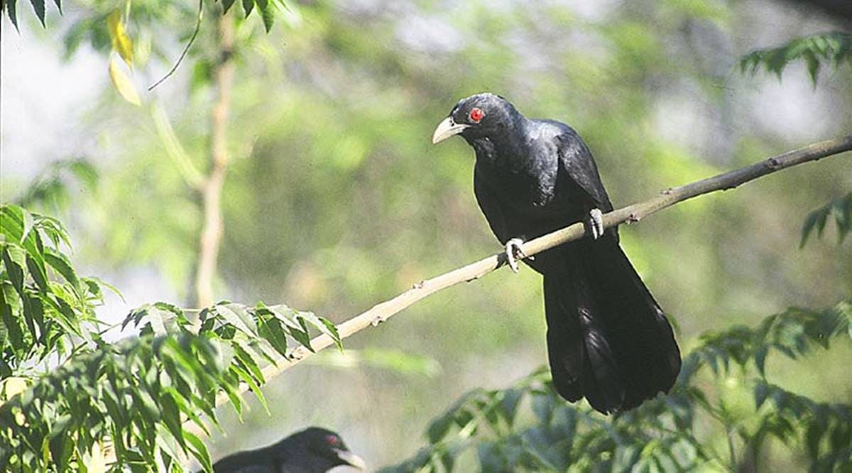 Emerging from one plague, some Romans face another: Attacking crows