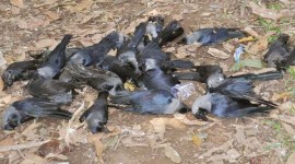 Bird flu, Rajasthan bird flu, kerala birdflu, crow deaths in delhi, delhi bird flu, bird flu news, indian express news