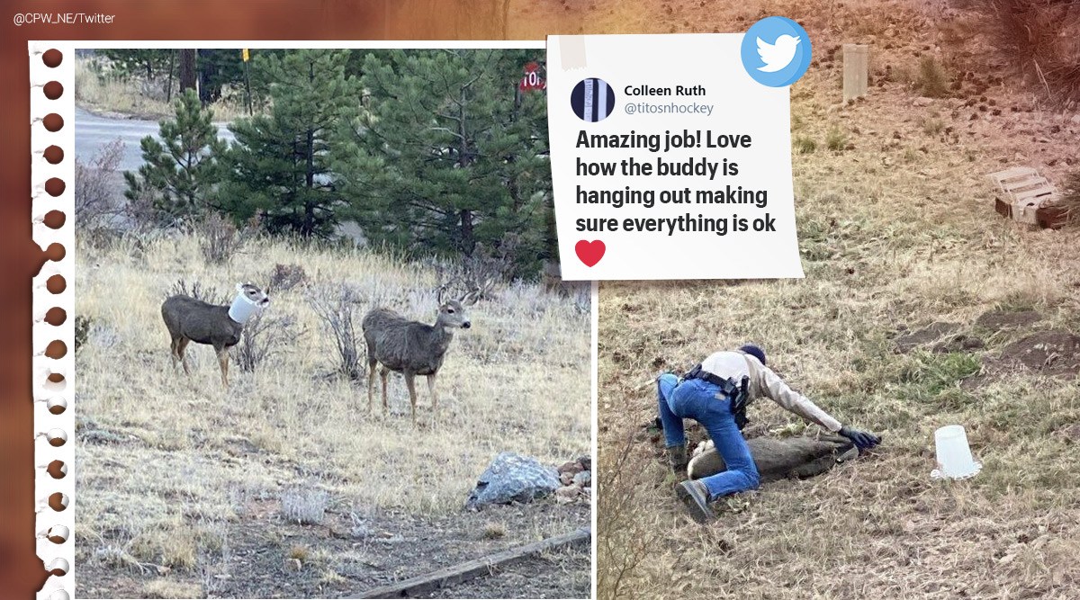 Deer rescued with head stuck in bird feeder at Colorado park | Trending ...