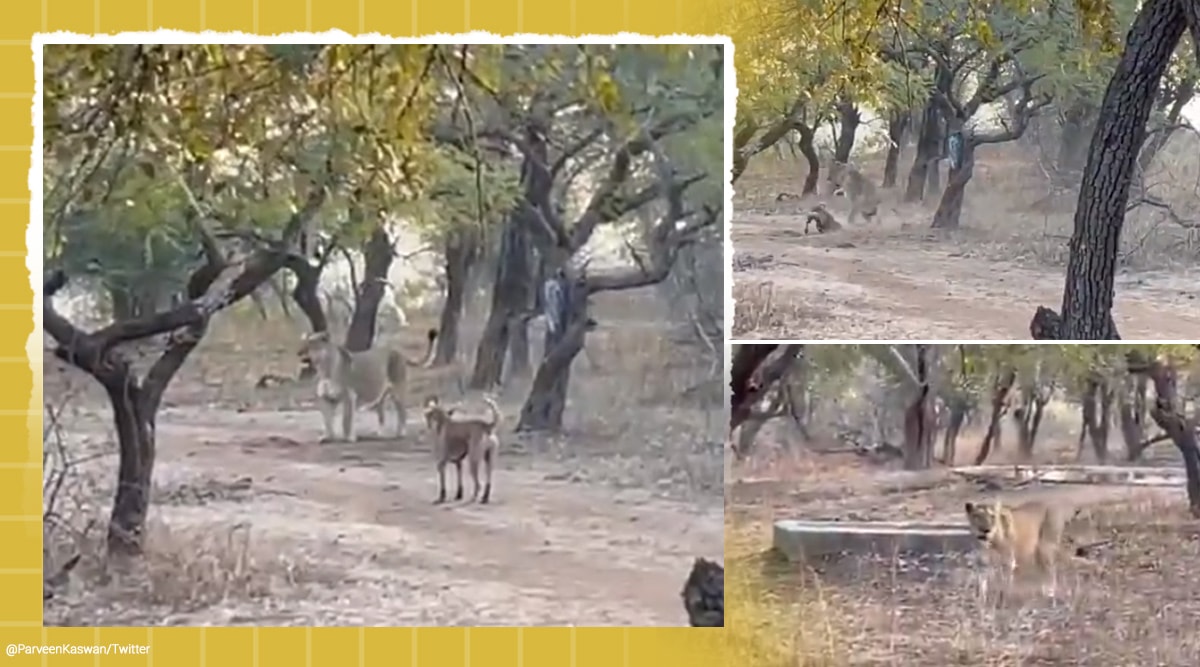 dog and lioness fight, lion, gir national park, dog lion viral video, twitter reactions, trending, indian express, indian express news