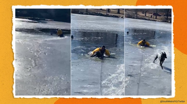 dog, dog rescue, South Metro Fire Rescue, Firefighter rescue dog viral video, Colorado, USA, trending news, indian express news
