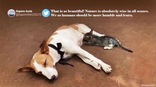 dog nursing kitten Nigeria viral video, Nigeria, Nigeria dog and cat video, dog videos, cat videos, Dog and cat bonding videos, trending news, Indian Express news