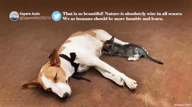 dog nursing kitten Nigeria viral video, Nigeria, Nigeria dog and cat video, dog videos, cat videos, Dog and cat bonding videos, trending news, Indian Express news