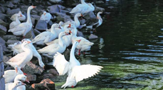 Delhi: 10 more ducks found dead, Sanjay lake shut for visitors