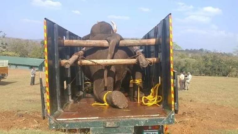 Elephant dies after burning tyre attack in Tamil Nadu, two held