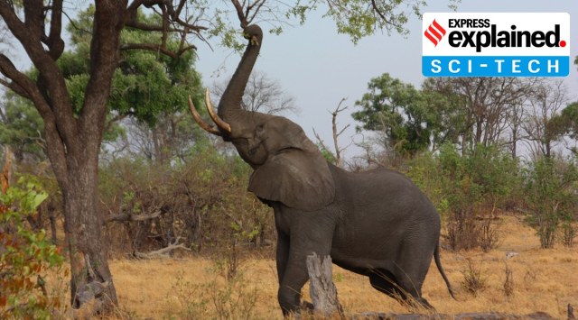 The population of African elephants has plummeted over the last century due to poaching, retaliatory killing from crop-raiding and habitat fragmentation. (Source: Wikimedia Commons)