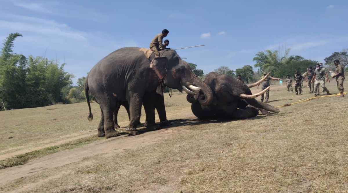 Tamil Nadu: Two arrested for throwing burning cloth on elephant