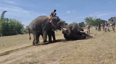 Elephant dies after burning tyre attack in Tamil Nadu, two held