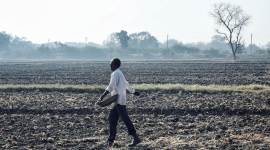 india wheat export, india rice exports, foodgrains export, agriculture in india, food surplus, china exports, indian express news