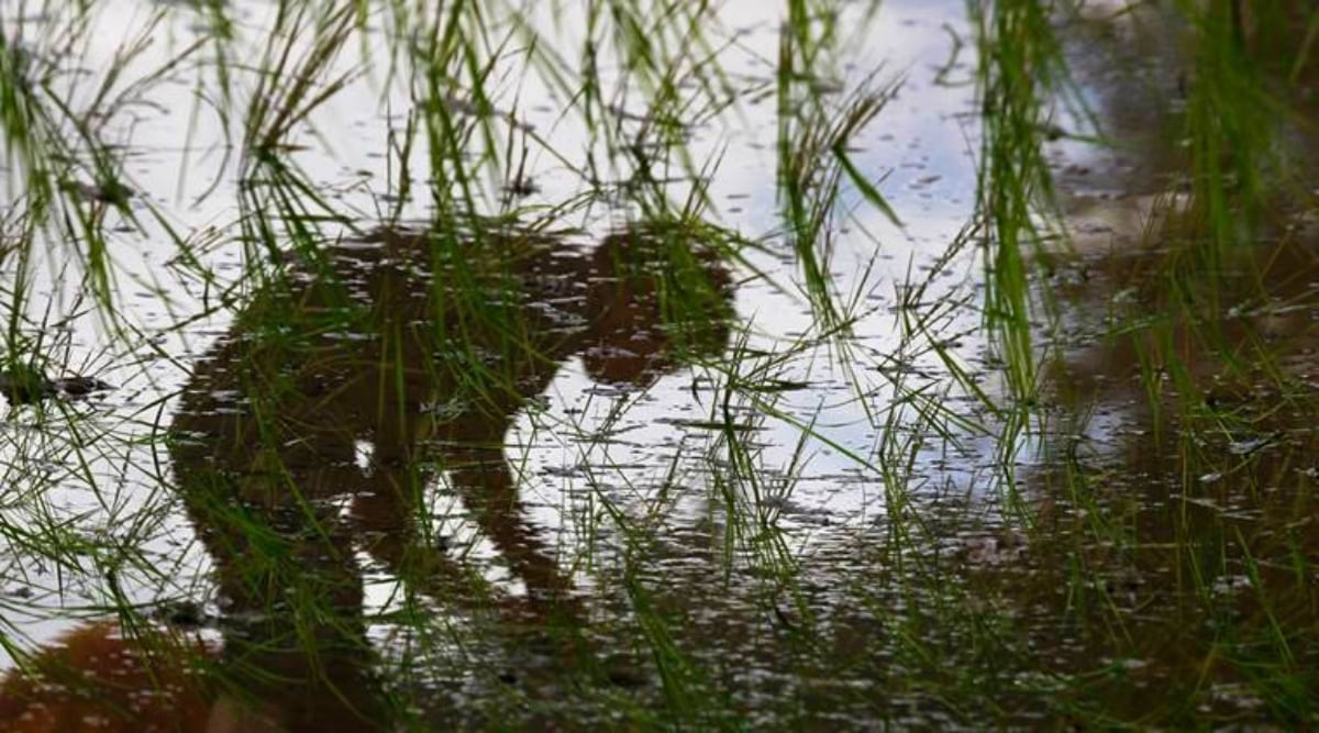 Minimum Support Price (MSP), farmers protest, Union Budget 2021, Bhupinder Singh, Tanda Churian, Mukerian subdivision, Hoshiarpur district, budget 2021, budget, budget 2021 highlights, budget highlights, budget 2021 india, budget 2021 important points, budget 2021 highlights pdf, budget 2021-22, budget 2021 key highlights, budget 2021 announcement, budget 2021 announcements, union budget 2021 announcement, budget 2021 highlights pdf