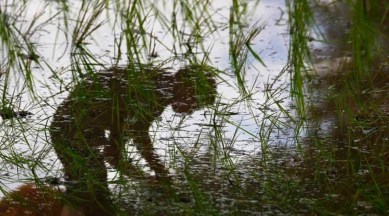 Minimum Support Price (MSP), farmers protest, Union Budget 2021, Bhupinder Singh, Tanda Churian, Mukerian subdivision, Hoshiarpur district, budget 2021, budget, budget 2021 highlights, budget highlights, budget 2021 india, budget 2021 important points, budget 2021 highlights pdf, budget 2021-22, budget 2021 key highlights, budget 2021 announcement, budget 2021 announcements, union budget 2021 announcement, budget 2021 highlights pdf