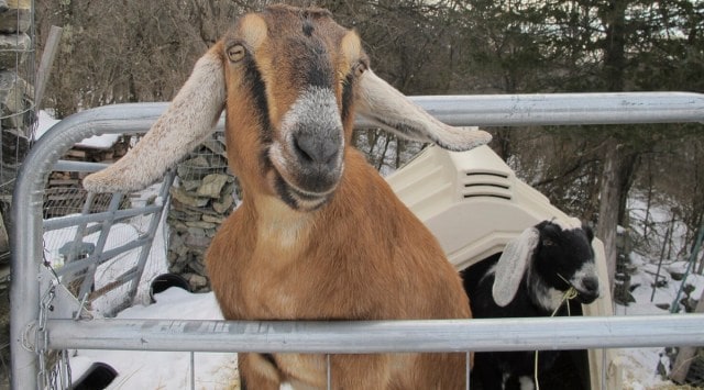 Dog and Goat, honorary mayor, community playground fundraiser, Vermont, Trending news, Indian Express news