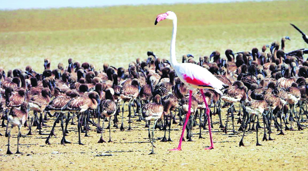 Great Rann of Kutch, flamingos, flamingos in Great Rann of Kutch, flamingo breeding, flamingos in gujarat, indian express news