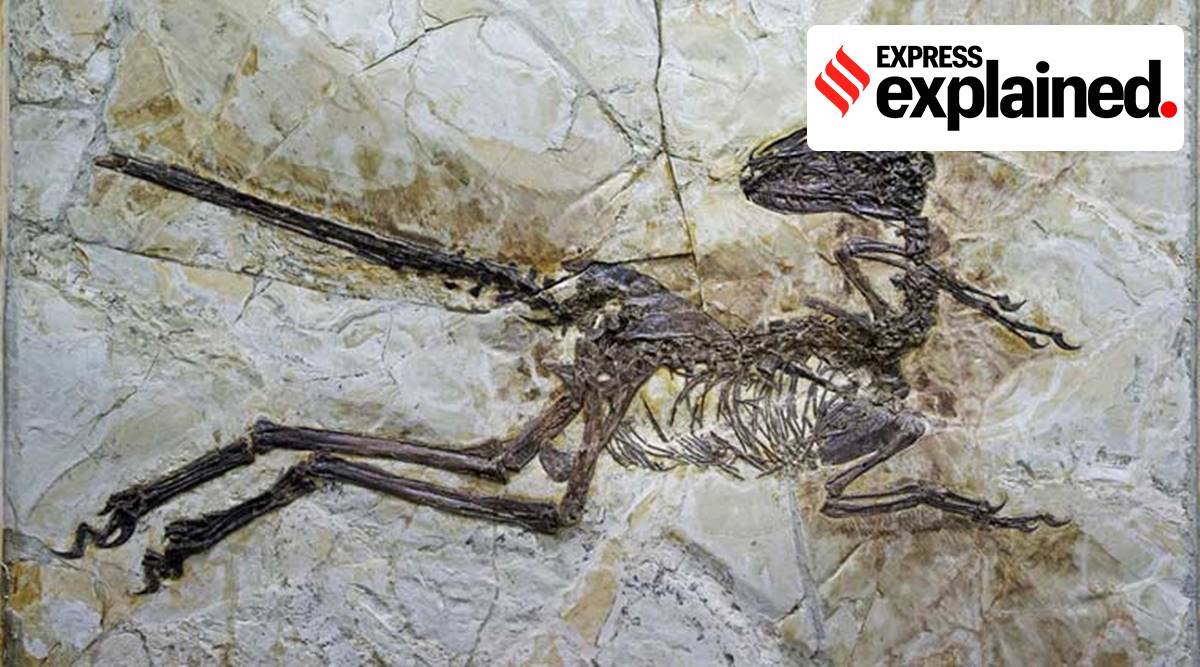 Explained: Why do people want to pay millions of dollars for dinosaur bones?  | Explained News,The Indian Express