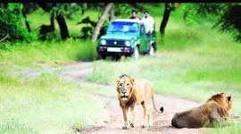Gir national park, Wild Life policy